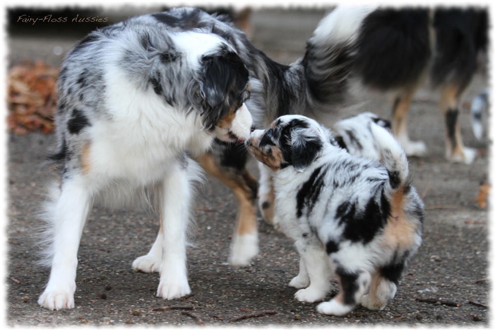 Mini Aussie Welpen | Wurf: CH Exquisita's Black Beauty & CH Timothy | Mini Aussies | Miniature Australian