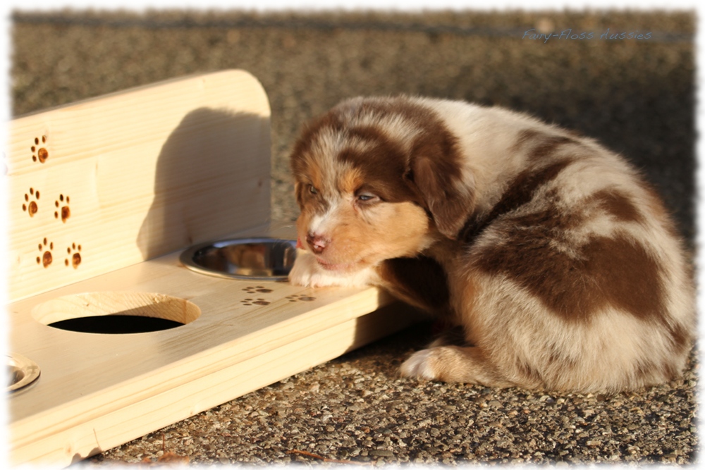 Mini Aussie Welpen - Mini Aussie Züchter - Gesunde Mini Aussies