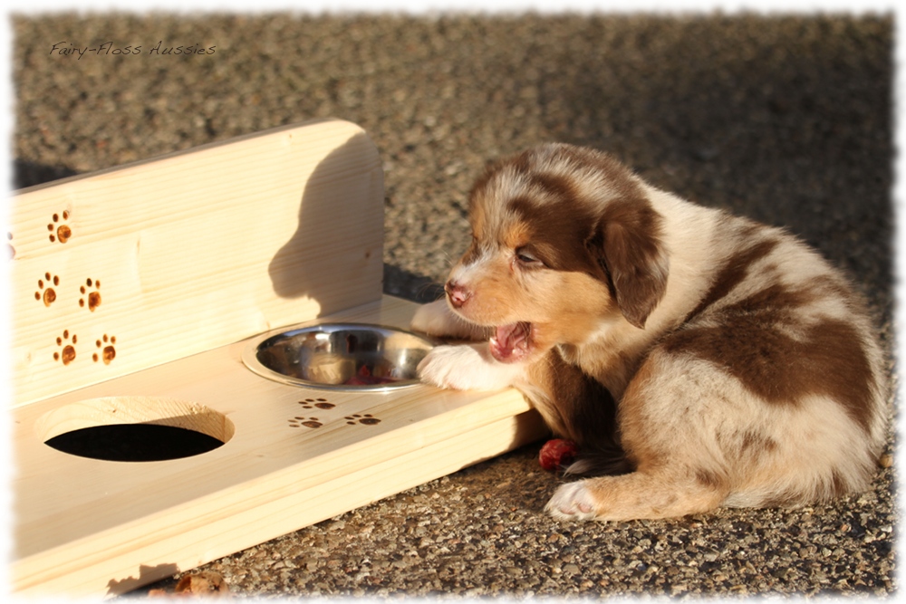 Mini Aussie Welpen - Mini Aussie Züchter - Gesunde Mini Aussies