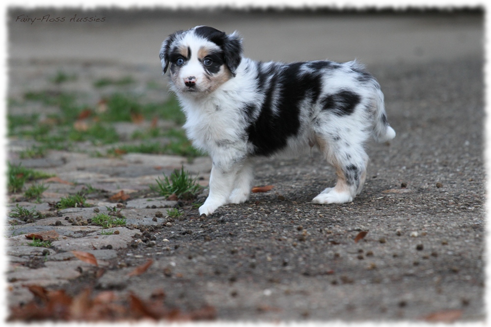 Mini Aussie Welpen - Mini Aussie Züchter - Gesunde Mini Aussies