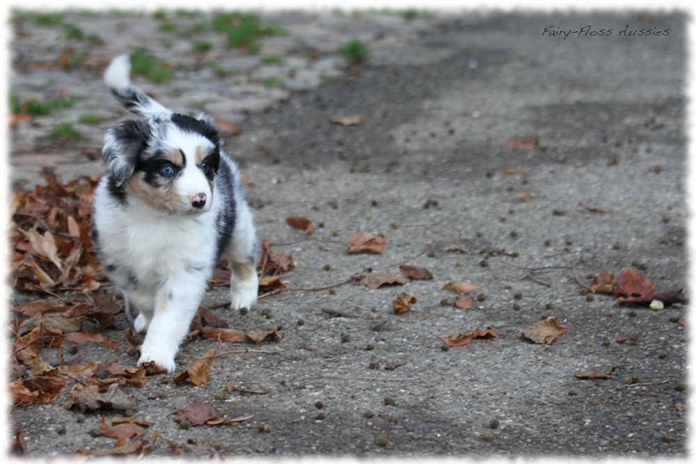 Mini Aussie Welpen - Mini Aussie Züchter - Gesunde Mini Aussies