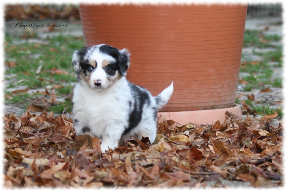 Mini Aussie Welpen - Mini Aussie Züchter - Gesunde Mini Aussies