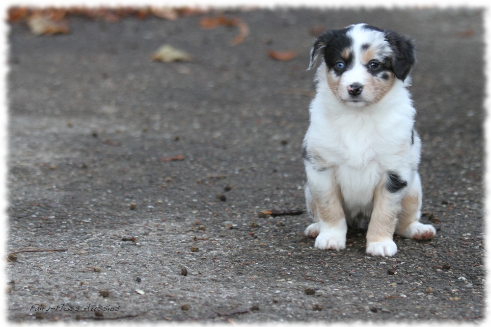 Mini Aussie Welpen - Mini Aussie Züchter - Gesunde Mini Aussies