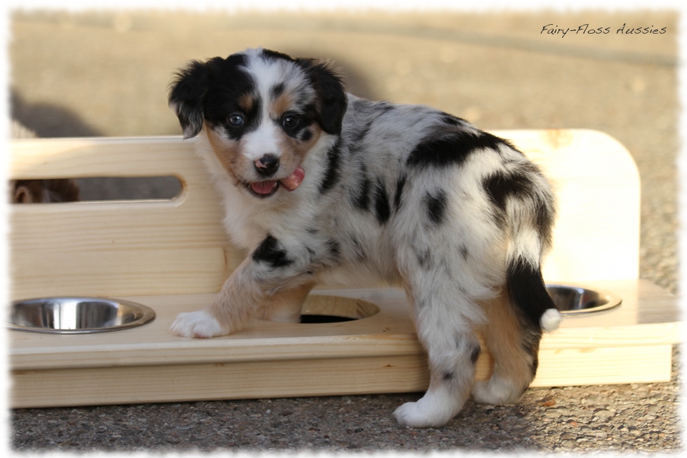 Mini Aussie Welpen - Mini Aussie Züchter - Gesunde Mini Aussies