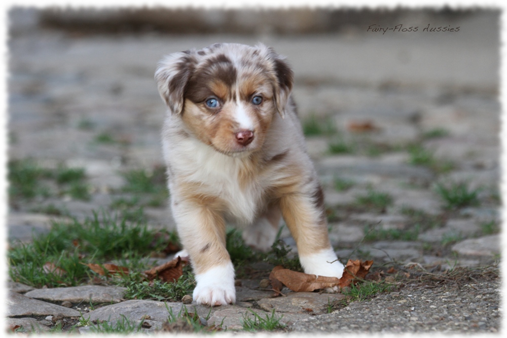 Mini Aussie Welpen - Mini Aussie Züchter - Gesunde Mini Aussies