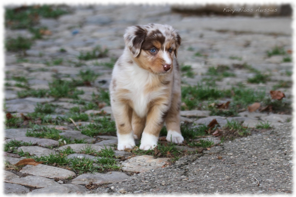 Mini Aussie Welpen - Mini Aussie Züchter - Gesunde Mini Aussies