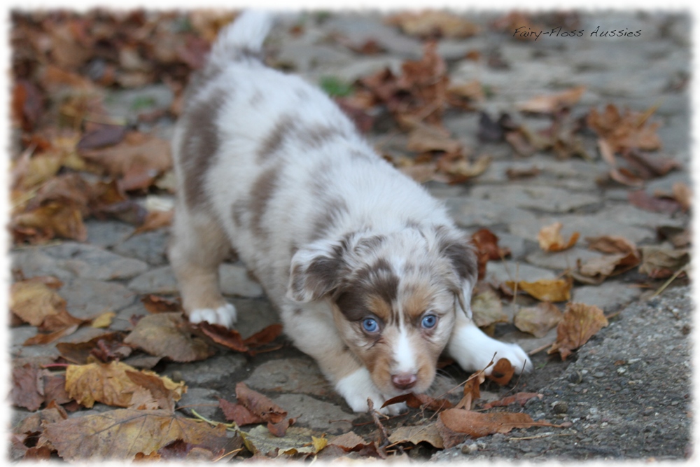 Mini Aussie Welpen - Mini Aussie Züchter - Gesunde Mini Aussies