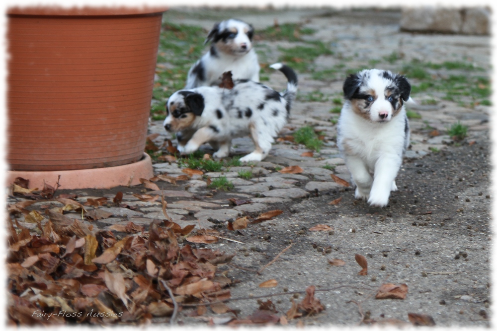 Mini Aussie Welpen - Mini Aussie Züchter - Gesunde Mini Aussies