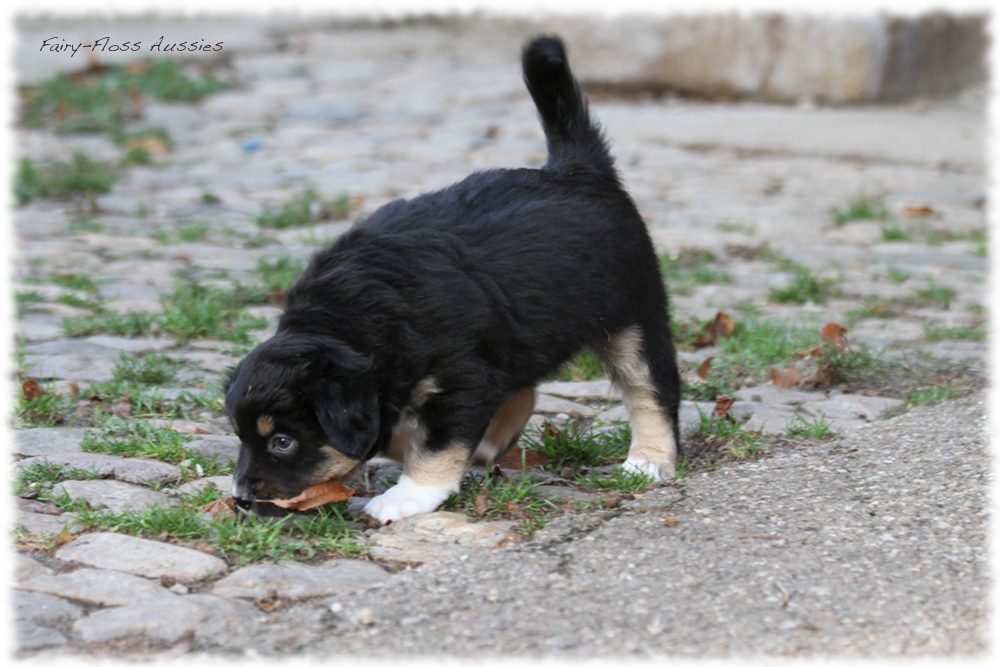 Mini Aussie Welpen - Mini Aussie Züchter - Gesunde Mini Aussies