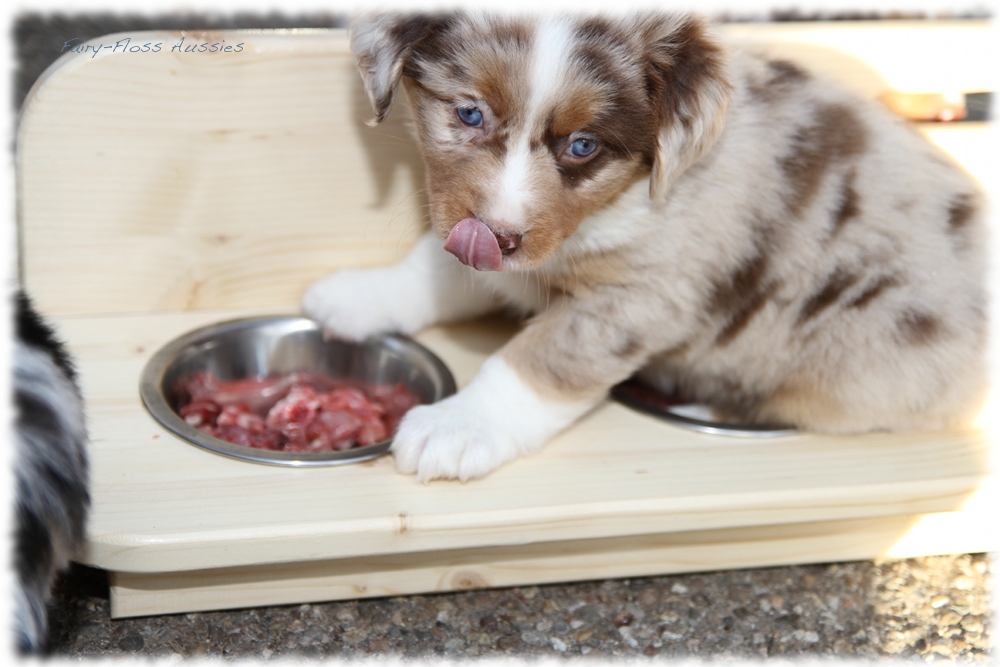 Mini Aussie Welpen - Mini Aussie Züchter - Gesunde Mini Aussies