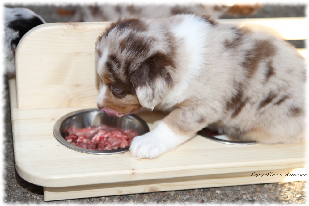 Mini Aussie Welpen - Mini Aussie Züchter - Gesunde Mini Aussies