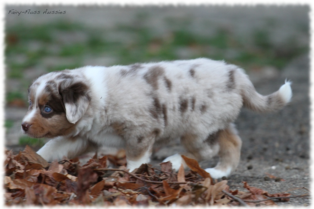 Mini Aussie Welpen - Mini Aussie Züchter - Gesunde Mini Aussies