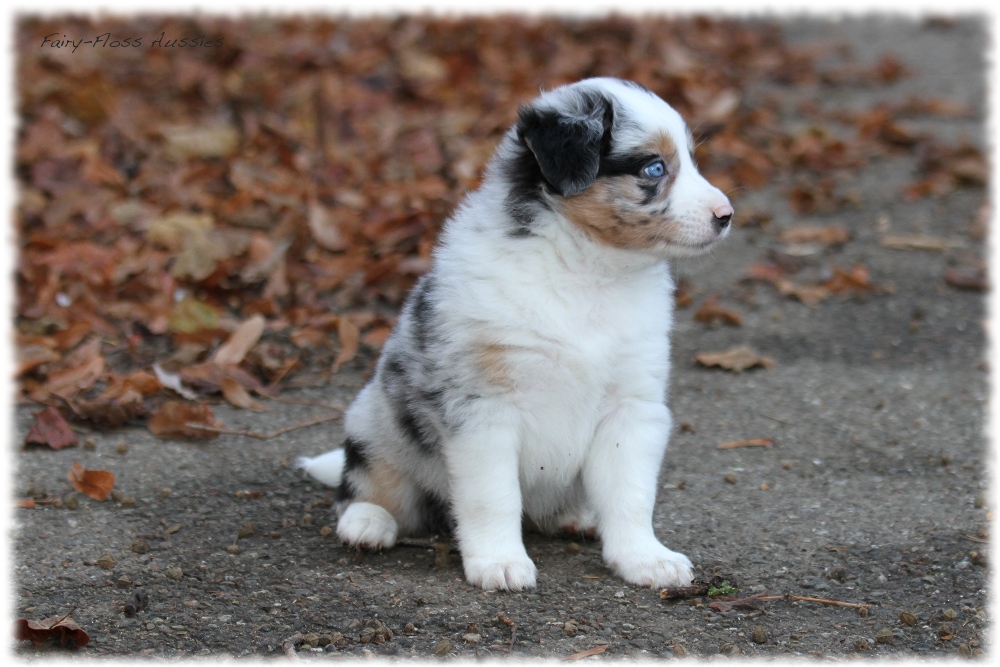 Mini Aussie Welpen - Mini Aussie Züchter - Gesunde Mini Aussies