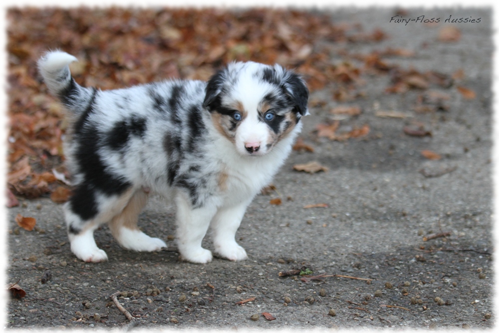 Mini Aussie Welpen - Mini Aussie Züchter - Gesunde Mini Aussies