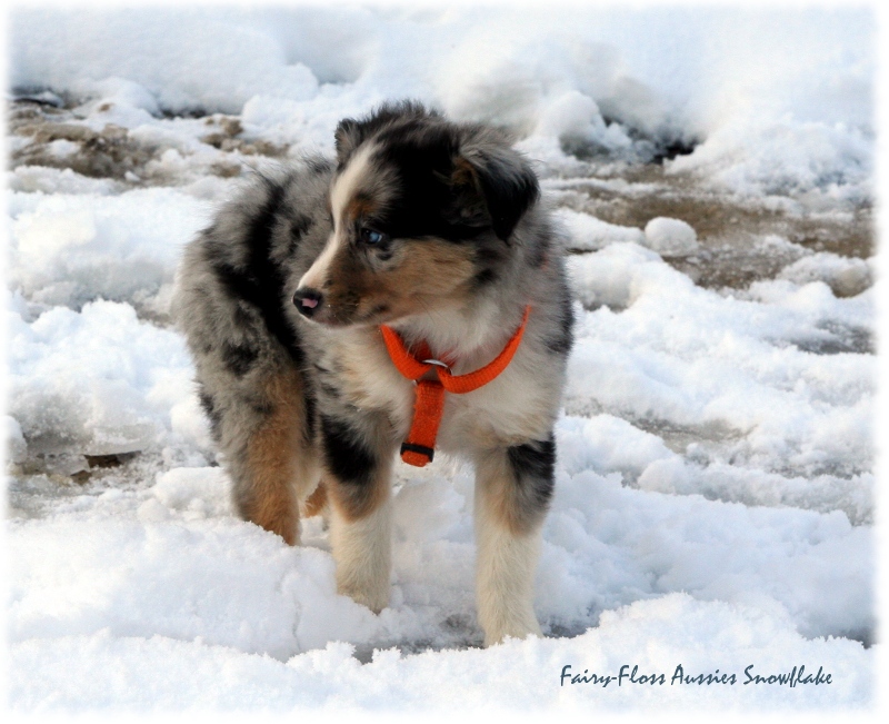 Mini Aussie Nikolaus