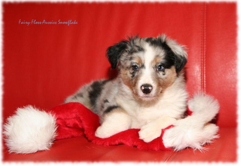 Mini Aussie Nikolaus