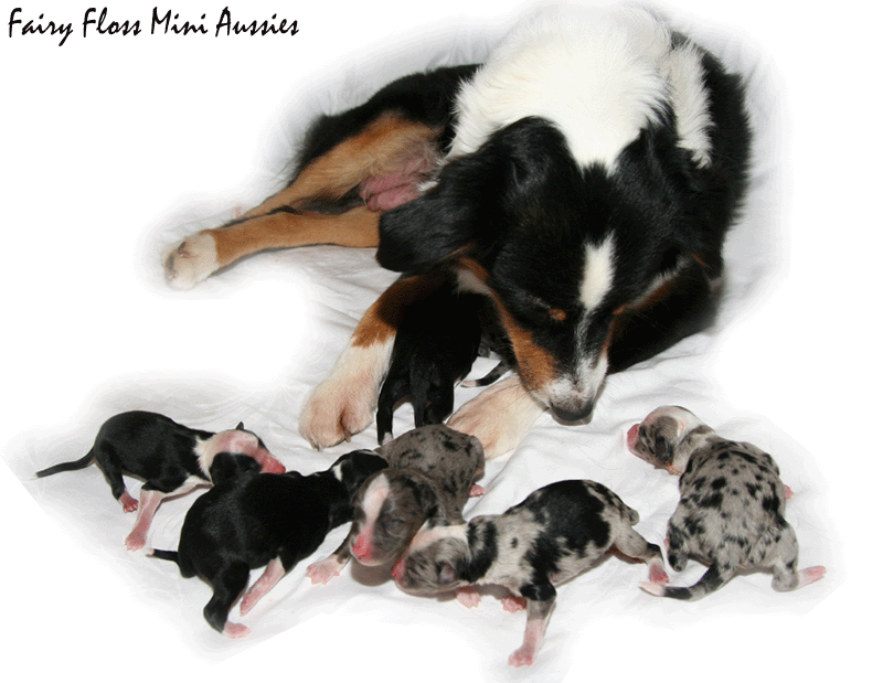 Champion Anpaarung Mini Aussie Wurf Champion Anpaarung Mini Aussie Wurf