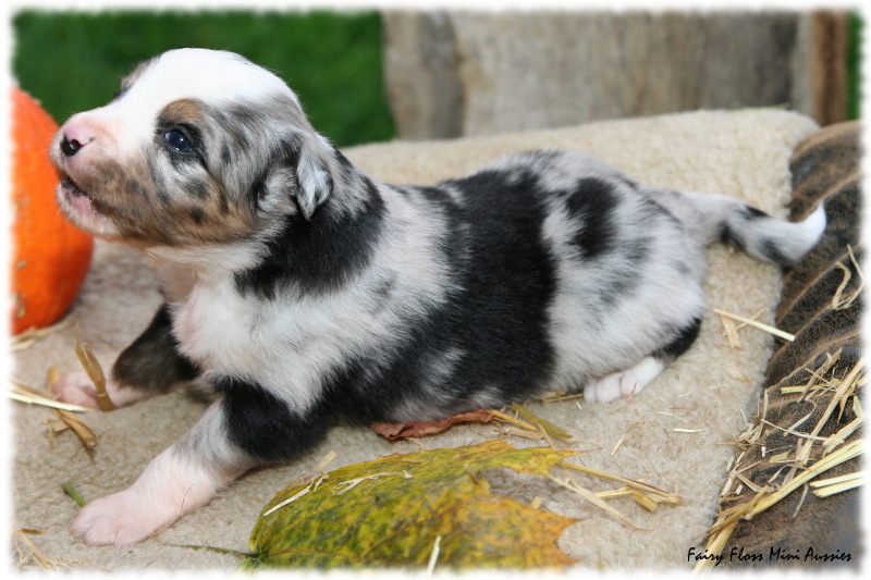 Min Aussie Welpe