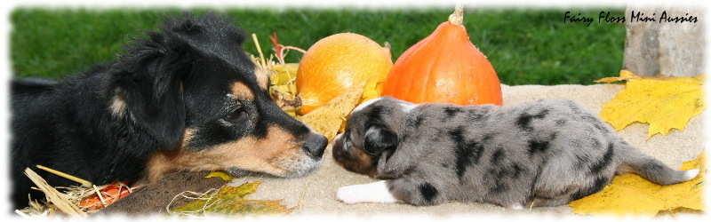 Tante Beauty und Mini Aussie Welpe