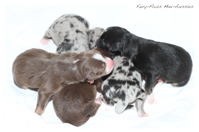 Mini Aussie Welpen - Mini Aussie Züchter - Gesunde Mini Aussies