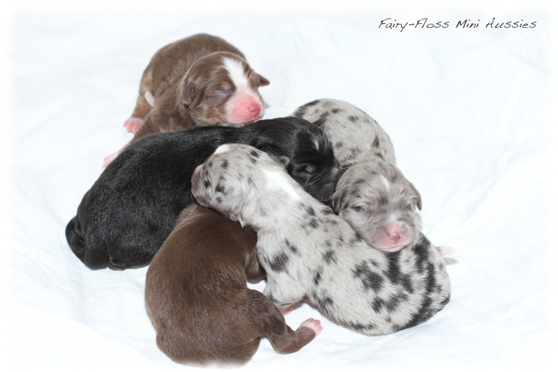 Mini Aussie Welpen - Mini Aussie Züchter - Gesunde Mini Aussies