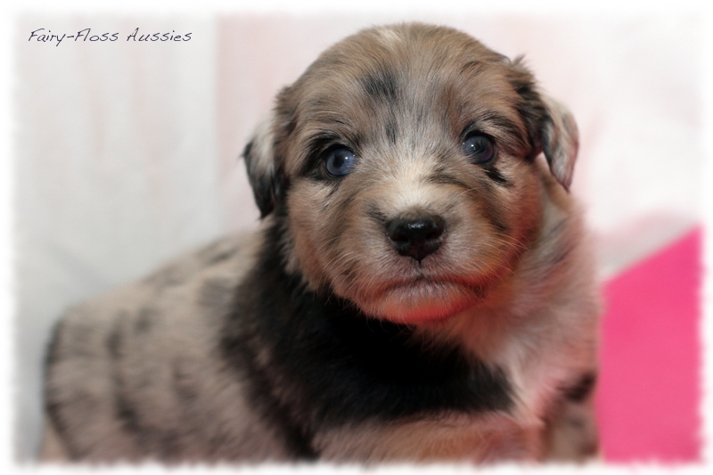 Mini Aussie Welpen - Mini Aussie Züchter - Gesunde Mini Aussies