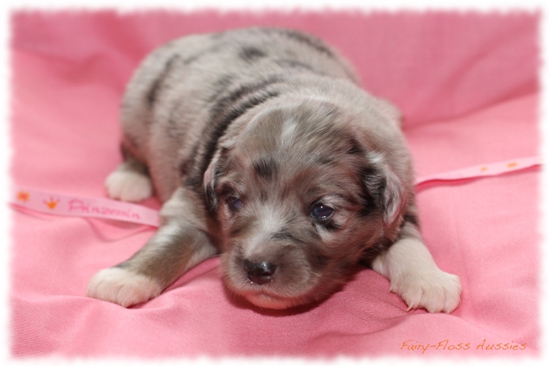 Mini Aussie Welpen - Mini Aussie Züchter - Gesunde Mini Aussies