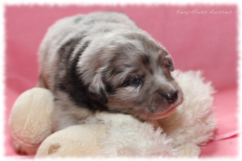 Mini Aussie Welpen - Mini Aussie Züchter - Gesunde Mini Aussies