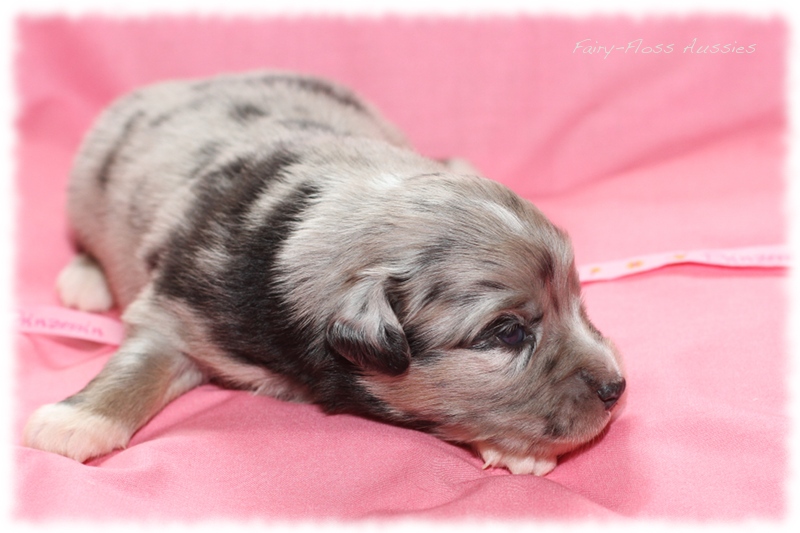 Mini Aussie Welpen - Mini Aussie Züchter - Gesunde Mini Aussies