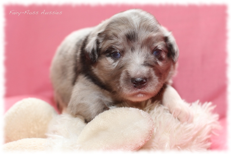 Mini Aussie Welpen - Mini Aussie Züchter - Gesunde Mini Aussies