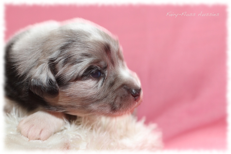 Mini Aussie Welpen - Mini Aussie Züchter - Gesunde Mini Aussies