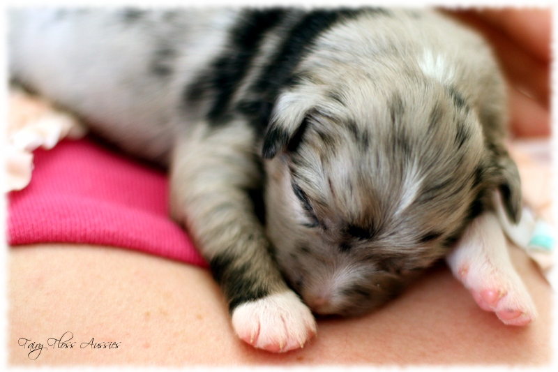 Mini Aussie Welpen - Mini Aussie Züchter - Gesunde Mini Aussies