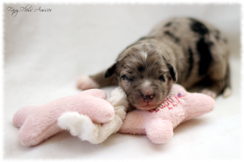 Mini Aussie Welpen - Mini Aussie Züchter - Gesunde Mini Aussies