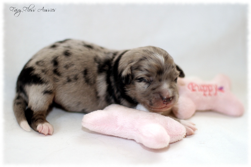 Mini Aussie Welpen - Mini Aussie Züchter - Gesunde Mini Aussies