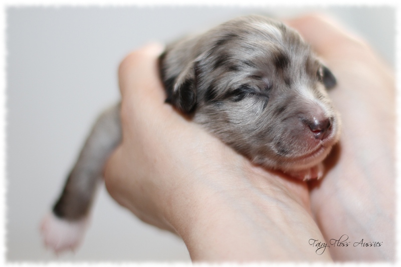 Mini Aussie Welpen - Mini Aussie Züchter - Gesunde Mini Aussies