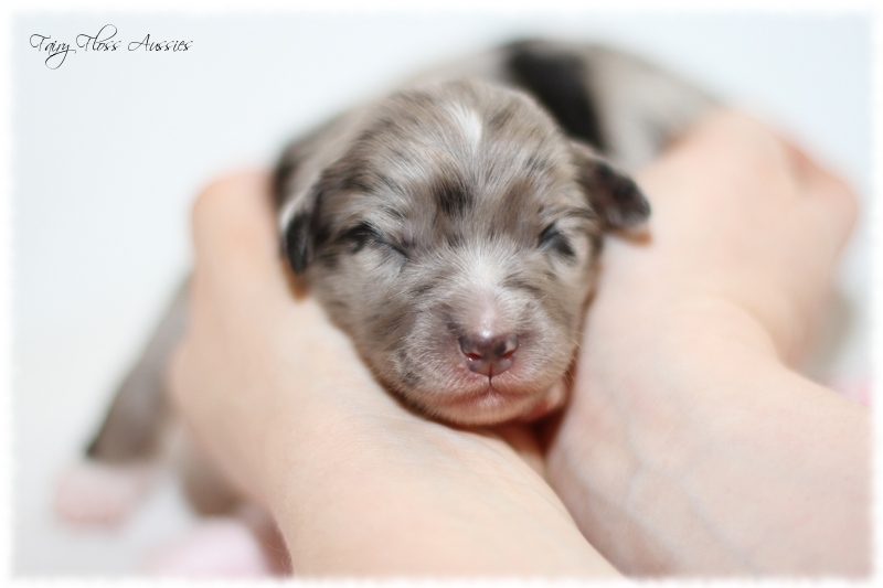 Mini Aussie Welpen - Mini Aussie Züchter - Gesunde Mini Aussies