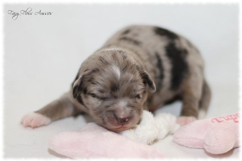 Mini Aussie Welpen - Mini Aussie Züchter - Gesunde Mini Aussies