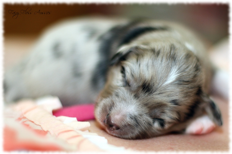 Mini Aussie Welpen - Mini Aussie Züchter - Gesunde Mini Aussies