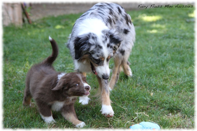 Mini Aussie Welpen - Mini Aussie Züchter - Gesunde Mini Aussies