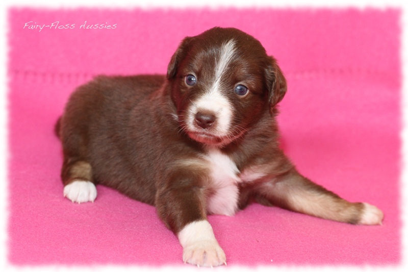 Mini Aussie Welpen - Mini Aussie Züchter - Gesunde Mini Aussies