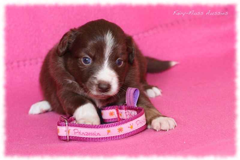 Mini Aussie Welpen - Mini Aussie Züchter - Gesunde Mini Aussies