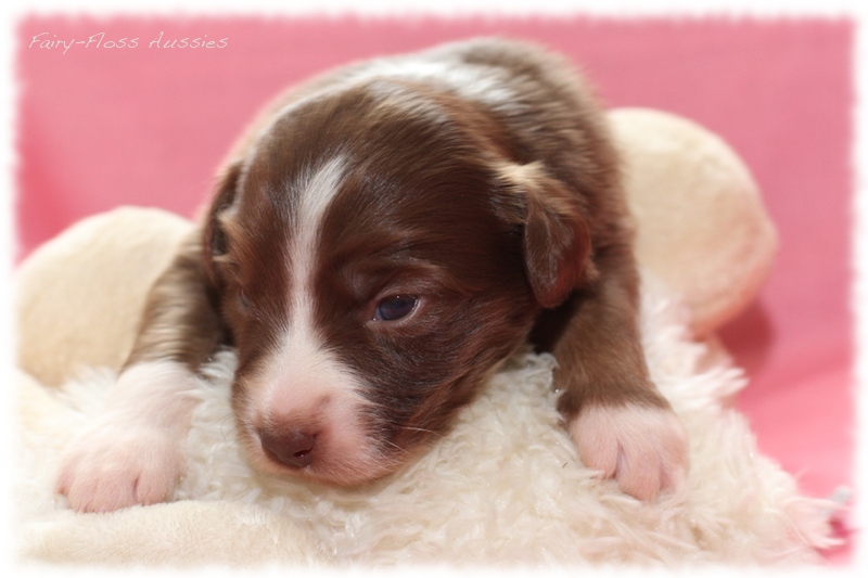 Mini Aussie Welpen - Mini Aussie Züchter - Gesunde Mini Aussies