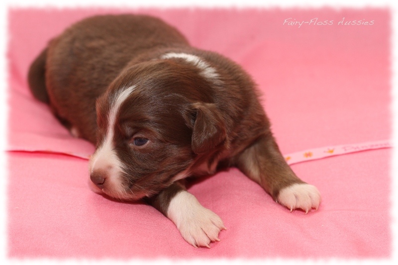 Mini Aussie Welpen - Mini Aussie Züchter - Gesunde Mini Aussies