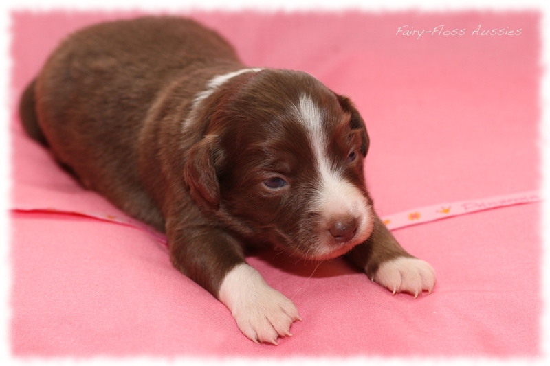 Mini Aussie Welpen - Mini Aussie Züchter - Gesunde Mini Aussies