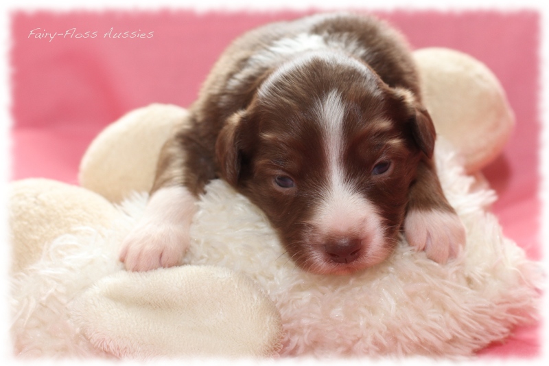 Mini Aussie Welpen - Mini Aussie Züchter - Gesunde Mini Aussies