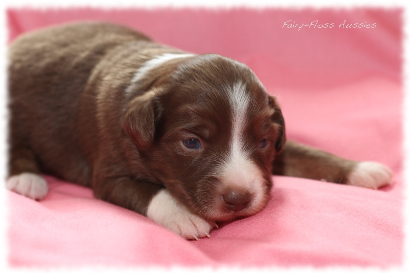 Mini Aussie Welpen - Mini Aussie Züchter - Gesunde Mini Aussies