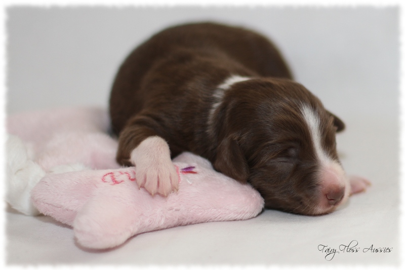 Mini Aussie Welpen - Mini Aussie Züchter - Gesunde Mini Aussies