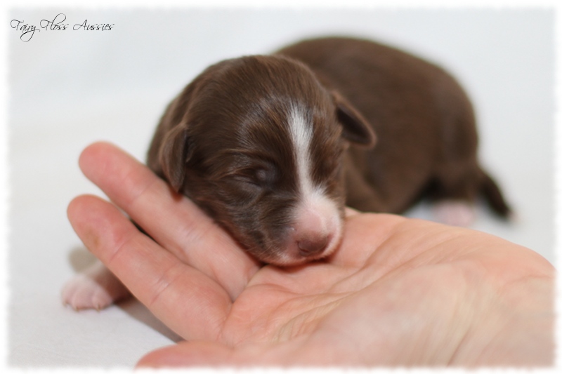 Mini Aussie Welpen - Mini Aussie Züchter - Gesunde Mini Aussies