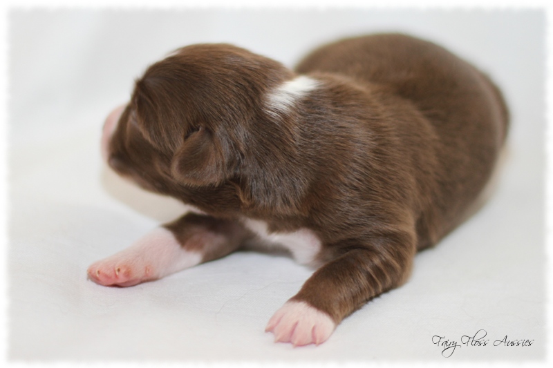 Mini Aussie Welpen - Mini Aussie Züchter - Gesunde Mini Aussies