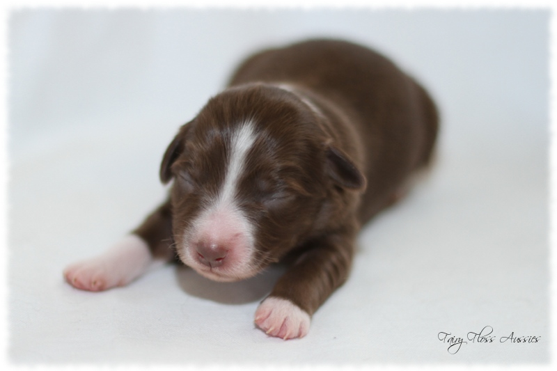 Mini Aussie Welpen - Mini Aussie Züchter - Gesunde Mini Aussies